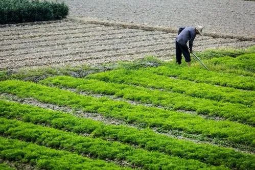 智慧農(nóng)業(yè)解決農(nóng)業(yè)3大難題，但回歸本質(zhì)更重要